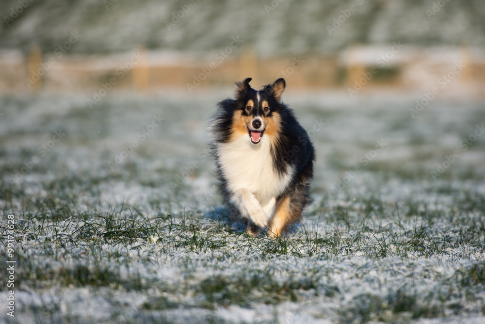 happy sheltie dog running on snow