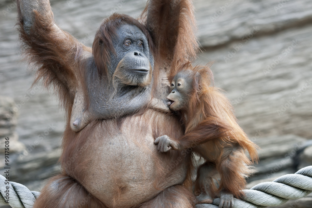 Fototapeta premium The moment of foretaste. Orangutan mother and her sucker baby.