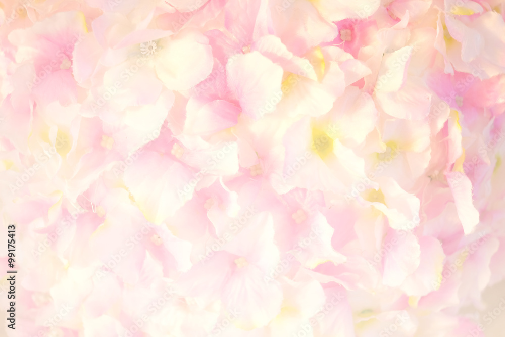 Fototapeta premium Soft focus of roses flower on sweet color