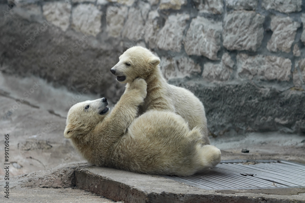 Fototapeta premium Childhood of polar bear cubs