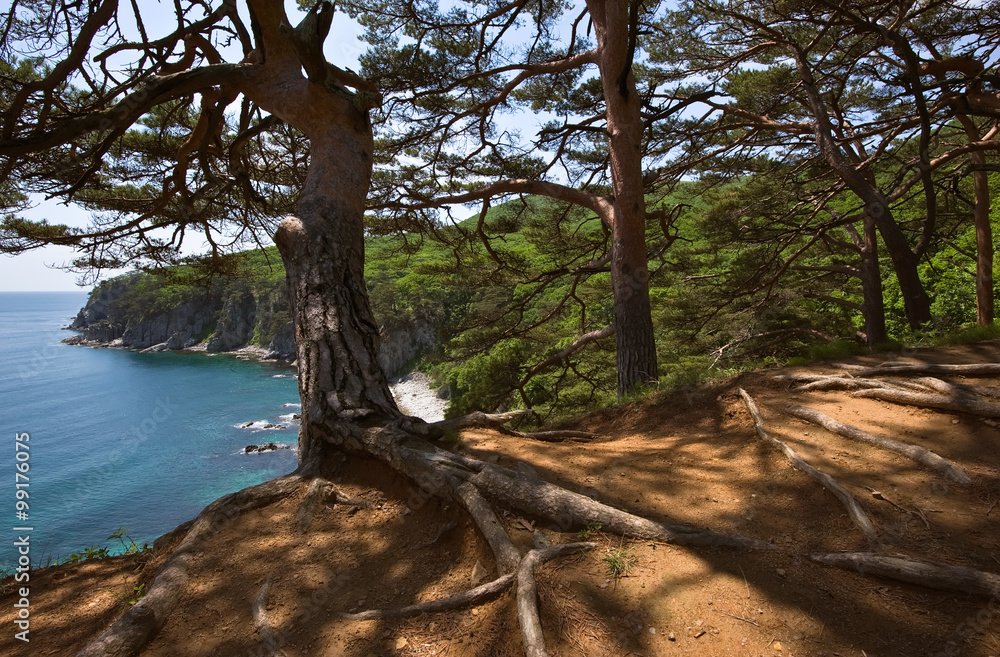 Pine trees on a steep seaside sunny day.