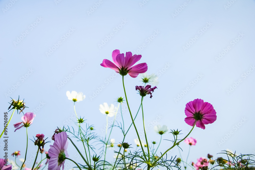 Cosmos flower