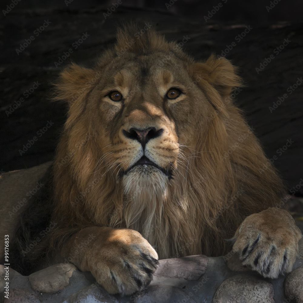 Eye to eye with the King of beasts, lying calmly in forest shadow. The beautiful head and very mighty paws of the biggest cat of the world. The most dangerous raptor.