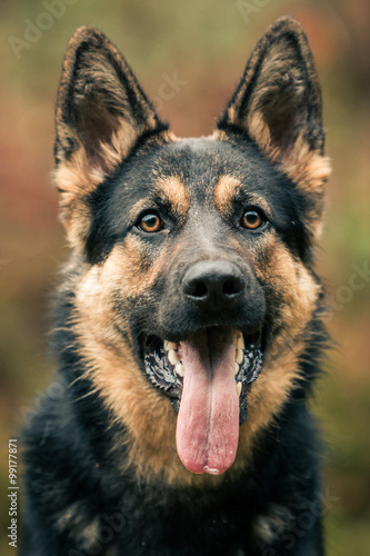 German Shepherd head