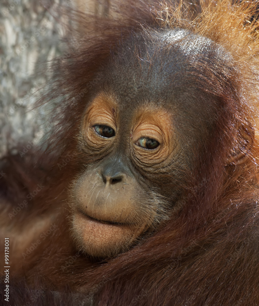 Side look of an orangutan baby. Sad eyes a young great ape. Human expression on the face of a man-like monkey. Cute animal in shaggy red fur.