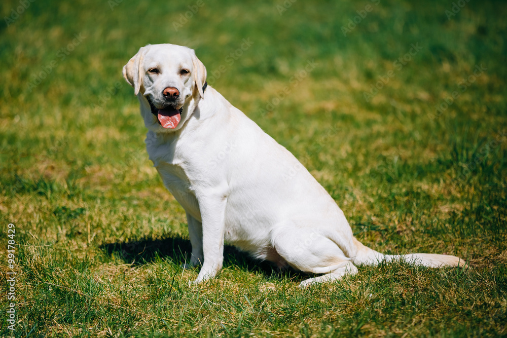 White Female Labrador Dog Sitting In Green Grass in Park