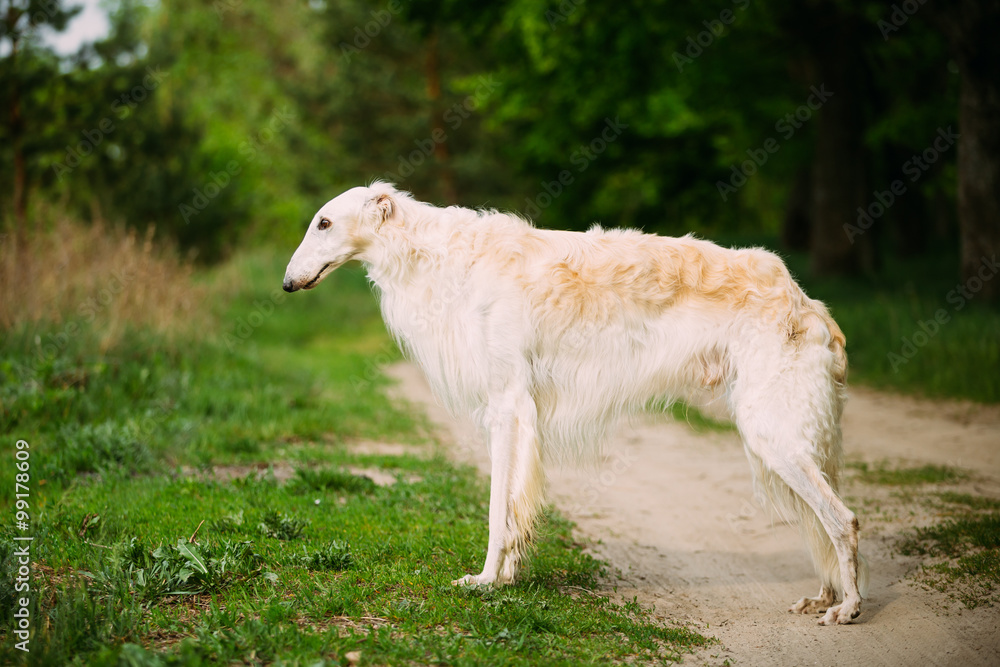 White Russian Wolfhound Dog, Borzoi, Hunting dog, Sighthound sta White Russian Wolfhound Dog, Borzoi, Hunting dog, Sighthound sta