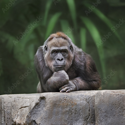Carta da parati Scimmie - Carta da parati Thinking monkey