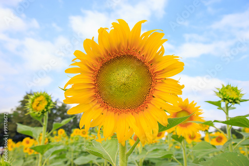 Sunflower in full bloom flowers