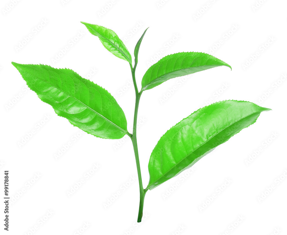 green tea leaf isolated on white background green tea leaf isolated on white background