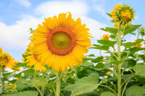 Fototapeta Naklejka Na Ścianę i Meble -  Sunflower in full bloom flowers