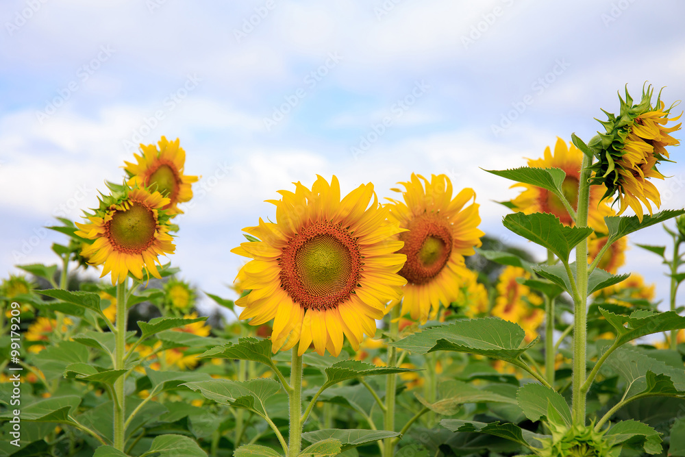 Fototapeta premium Sunflower in full bloom flowers