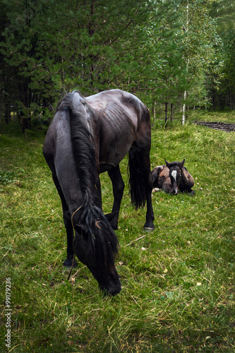 the horse with a foal is grazed on a meadow