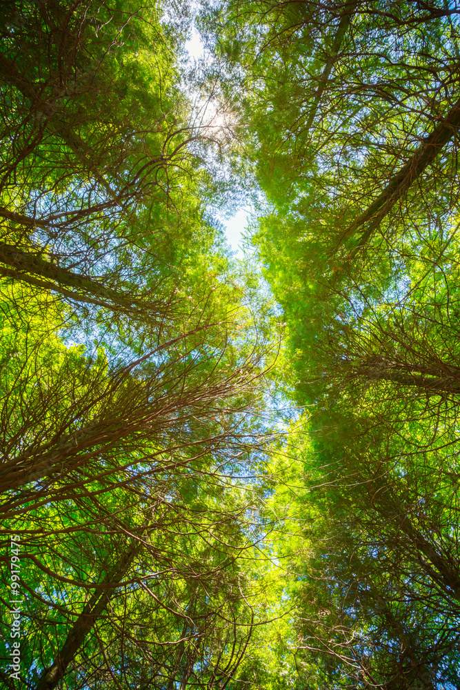 Obraz premium Summer Sun Shining Through Canopy Of Tall Trees. Upper Branches