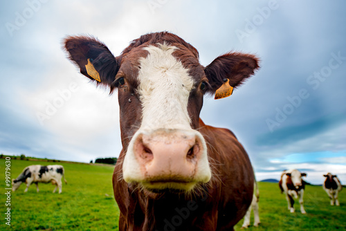 Cow / close-up of a cow © blackcat126