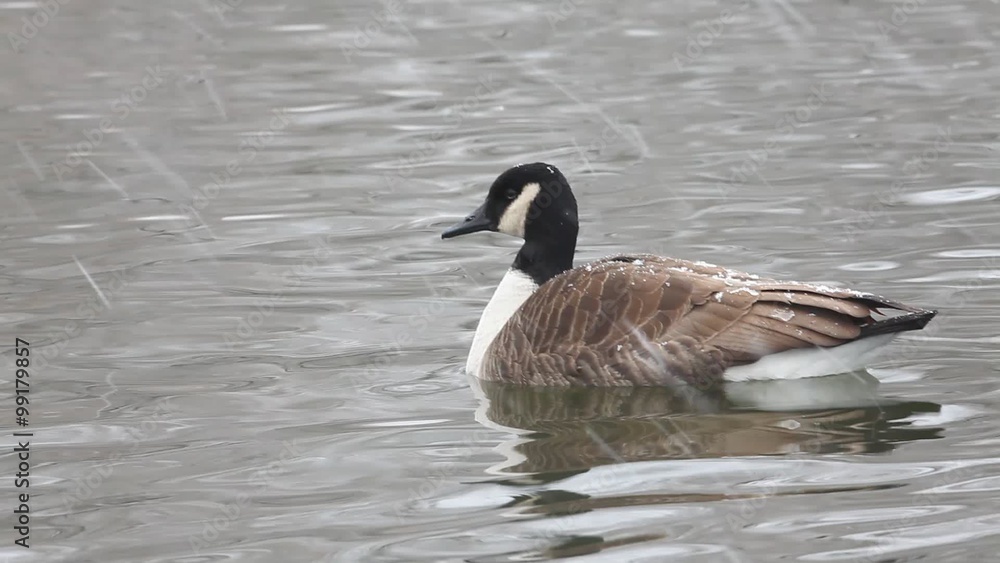 Canada Goose, Branta canadensis, in winter Canada Goose, Branta canadensis, in winter