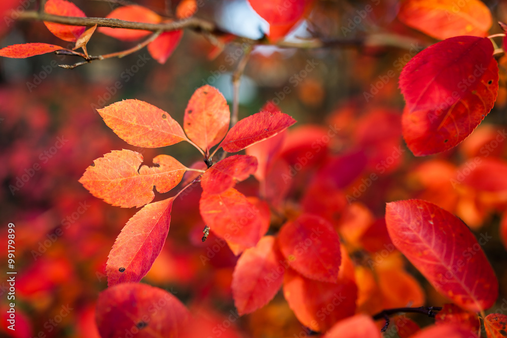 Red leaves of autumn