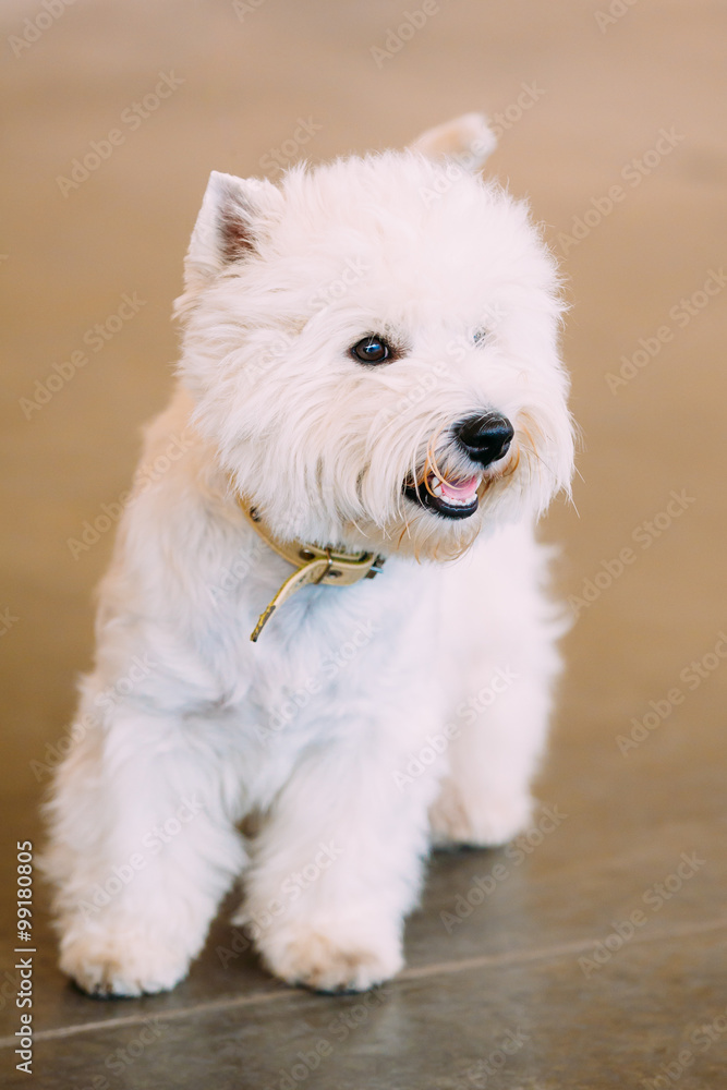 Smiling White West Highland White Terrier, Westie, Westy, Dog Po Smiling White West Highland White Terrier, Westie, Westy, Dog Po