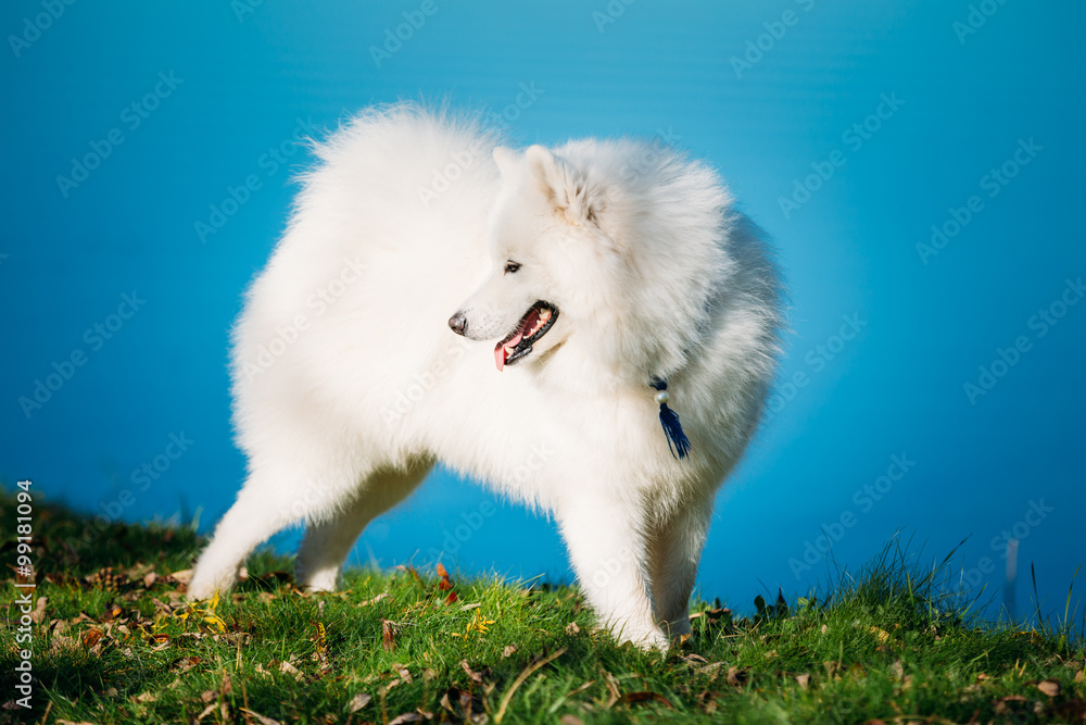 White Samoyed Dog Outdoor in park on background of river White Samoyed Dog Outdoor in park on background of river
