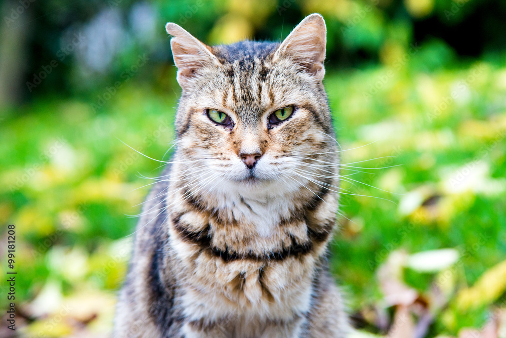 Cat / Cat looking in the park Cat / Cat looking in the park