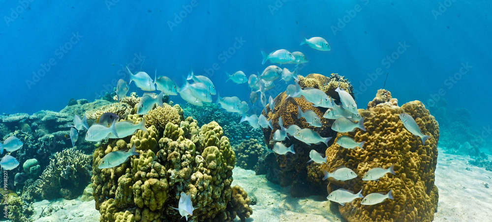 Shoal of fish on the coral reef - panorama
