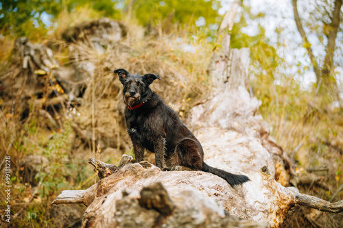 Small Size Black Mixed Breed Dog sitting on trunk of fallen tree © Grigory Bruev