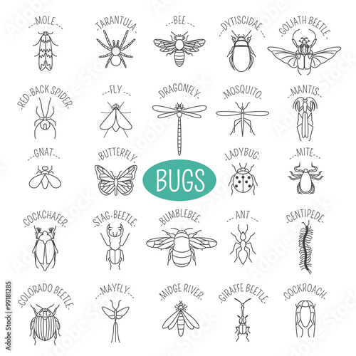 Insects icon flat style. 24 pieces in set. Outline version