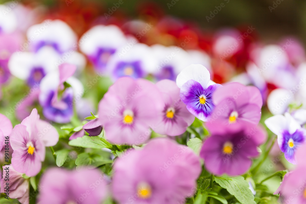 Obraz premium Beautiful violet flowers