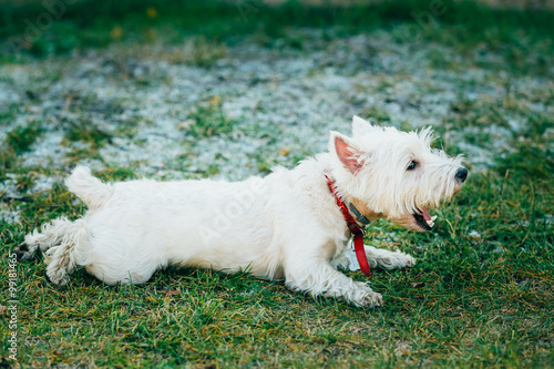 Small West Highland White Terrier - Westie, Westy Dog 