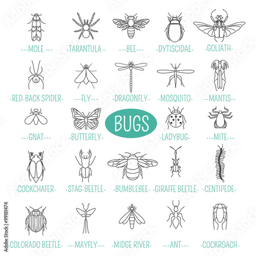 Insects icon flat style. 24 pieces in set. Outline version