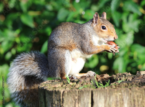 Portrait of a Grey Squirrel enjoying a chestnut while sitting on a tree trunk