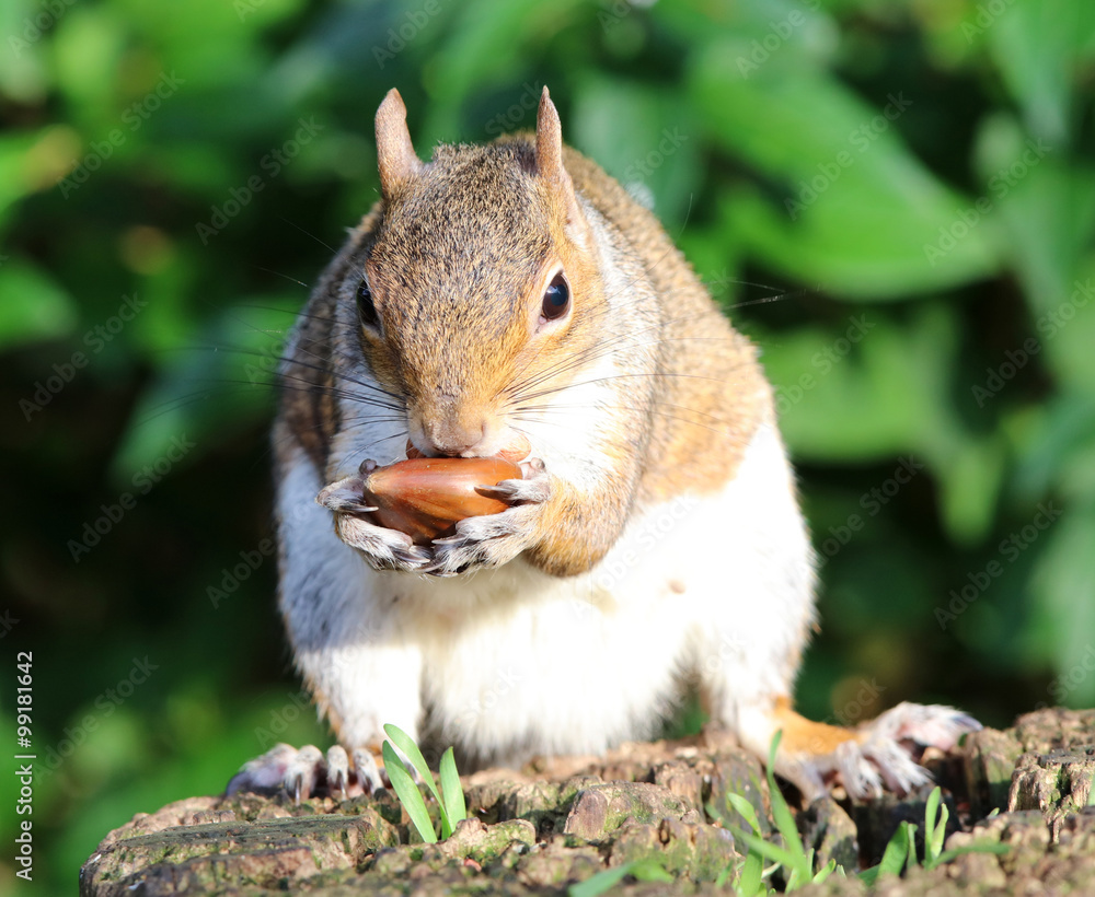 Portrait of a Grey Squirrel enjoying a chestnut while sitting on a tree trunk Portrait of a Grey Squirrel enjoying a chestnut while sitting on a tree trunk