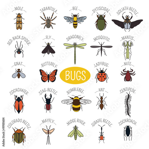 Insects icon flat style. 24 pieces in set. Colour version