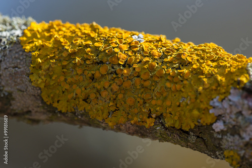 Xanthoria parietina photo