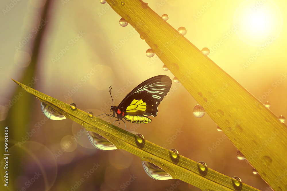 Obraz premium Fresh grass with dew drops and butterfly at sunrise. Nature Background
