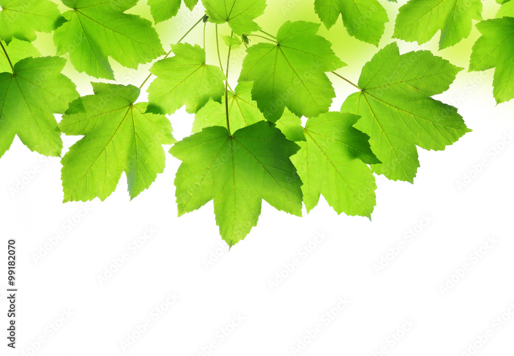 Spring leaves of maple tree isolated on white background Spring leaves of maple tree isolated on white background