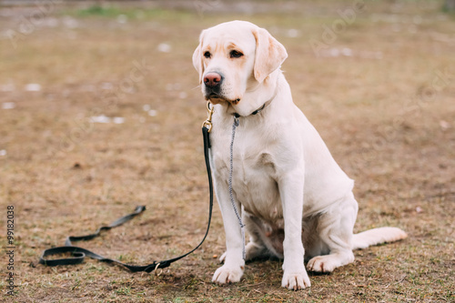 White Labrador Dog sit on ground during training