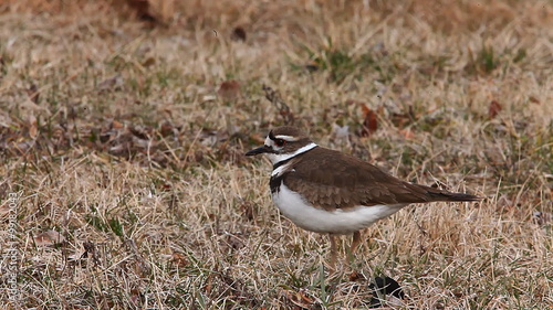 Killdeer, Charadrius vociferus photo