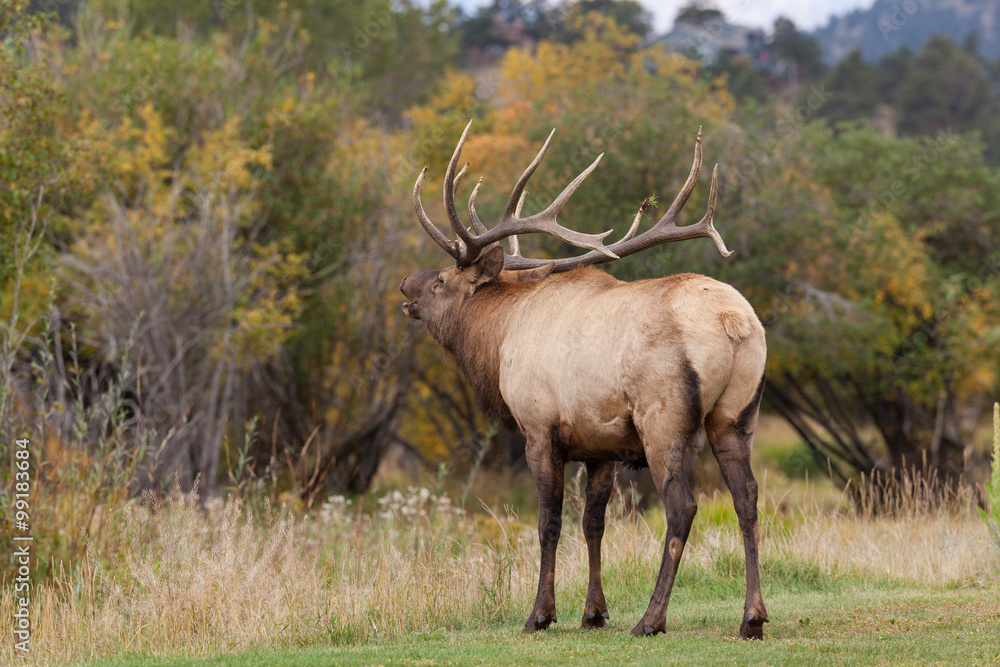 Bull Elk Bugling Bull Elk Bugling