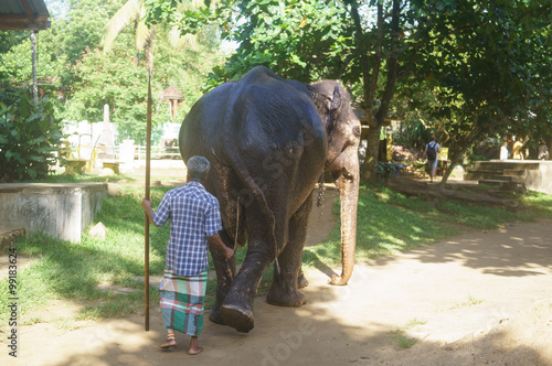Big asian elephant and mahout in animals park at Sri Lanka