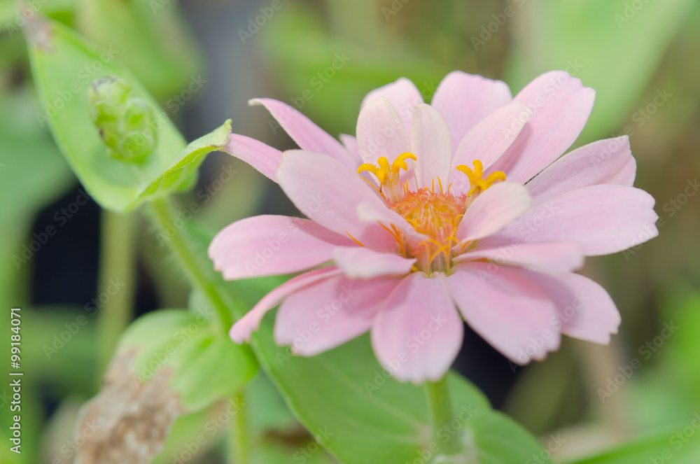 Fototapeta premium Pink Aster flower in Rama 9 (local name) national garden, Bangko