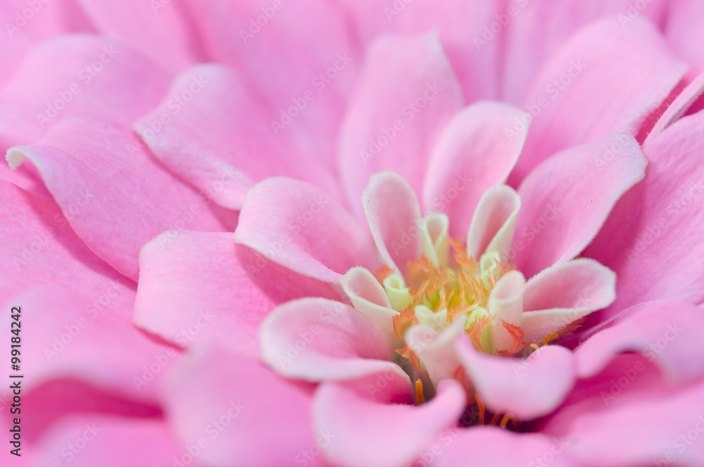 Pink Aster flower in Rama 9 (local name) national garden, Bangko