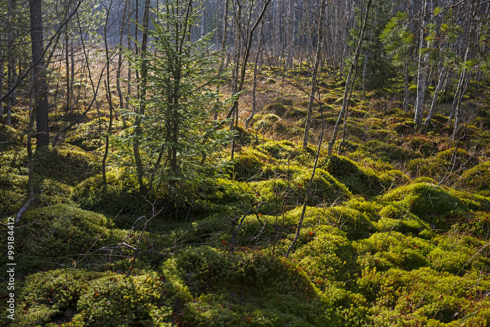 Obraz premium peat bog in the national park Sumava Europe