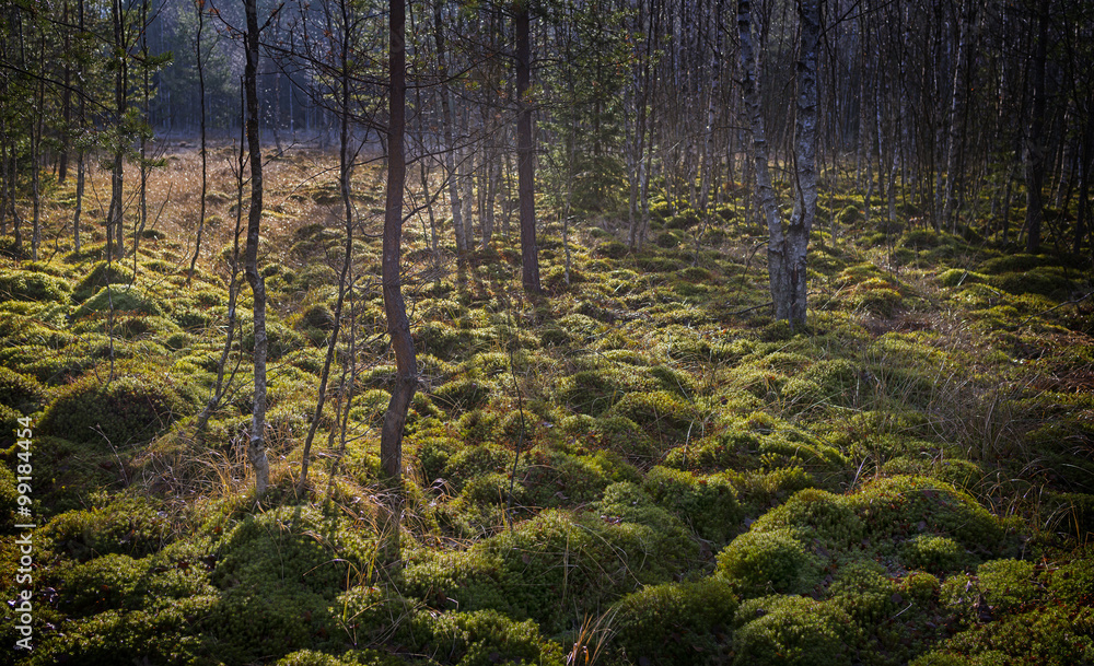 Naklejka premium peat bog in the national park Sumava Europe