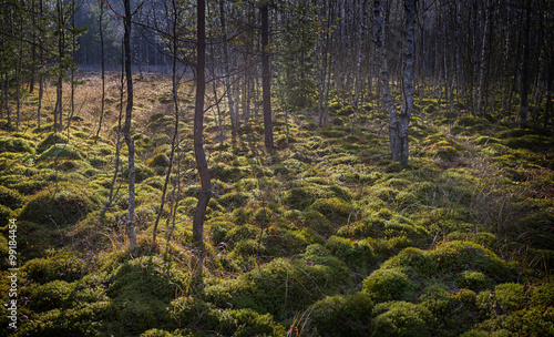 peat bog in the national park Sumava Europe photo