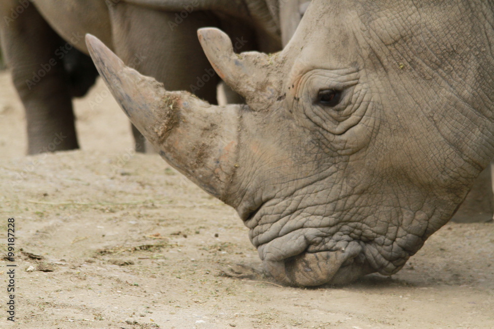 Fototapeta premium Rhinoceros