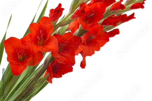 Papier peint red gladiolus flowers on white background