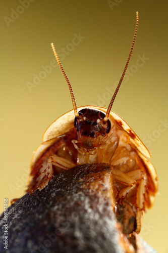  Death's head cockroach creapy and big pest insect photo