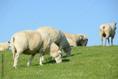 Schafe auf dem Deich