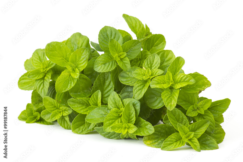 fresh mint on white background fresh mint on white background